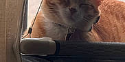 Winny joined the competition — help win amazing prizes! cat, orange_tabby, sleeping, window, window_screen, curtain, pet, indoor, feline, collar, relaxed, resting, daylight, closeup, animal, whiskers, ears, fur, home, hammock