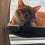 cat, orange_tabby, sleeping, window, window_screen, curtain, pet, indoor, feline, collar, relaxed, resting, daylight, closeup, animal, whiskers, ears, fur, home, hammock
