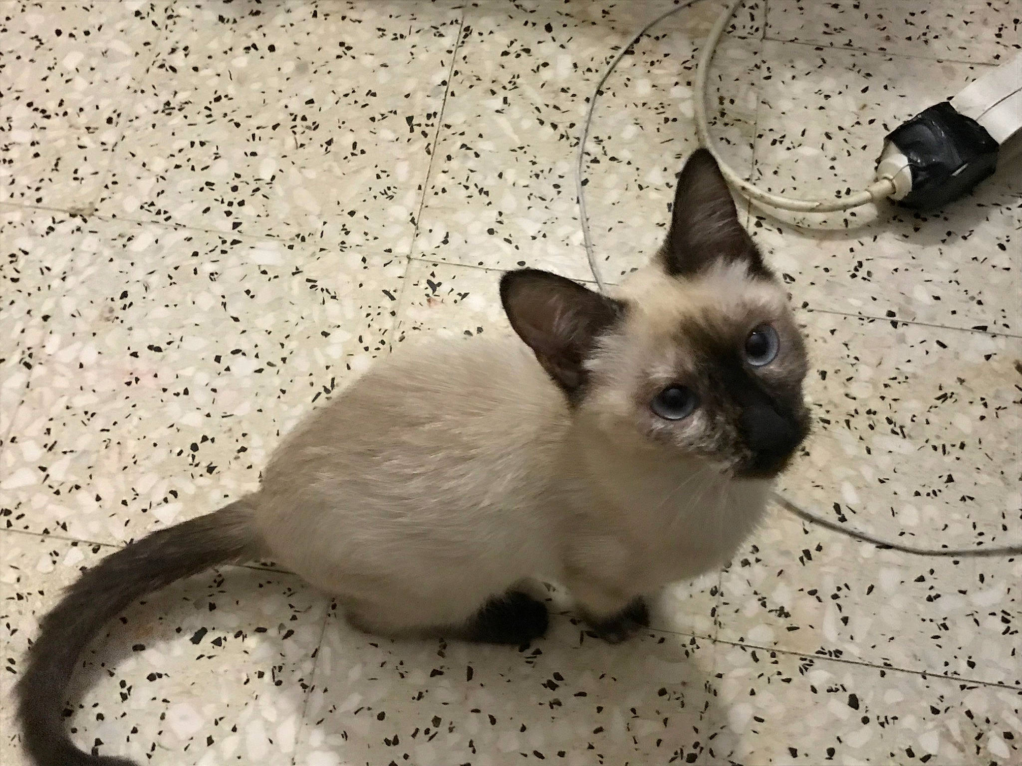 Mimine a rejoint le concours — aidez-le/la à gagner de superbes lots ! birman, carnivore, cat, fawn, felidae, flooring, fur, iris, kitchen_utensil, paw, pet_supply, siamese, small_to_medium_sized_cats, snout, tail, terrestrial_animal, whiskers