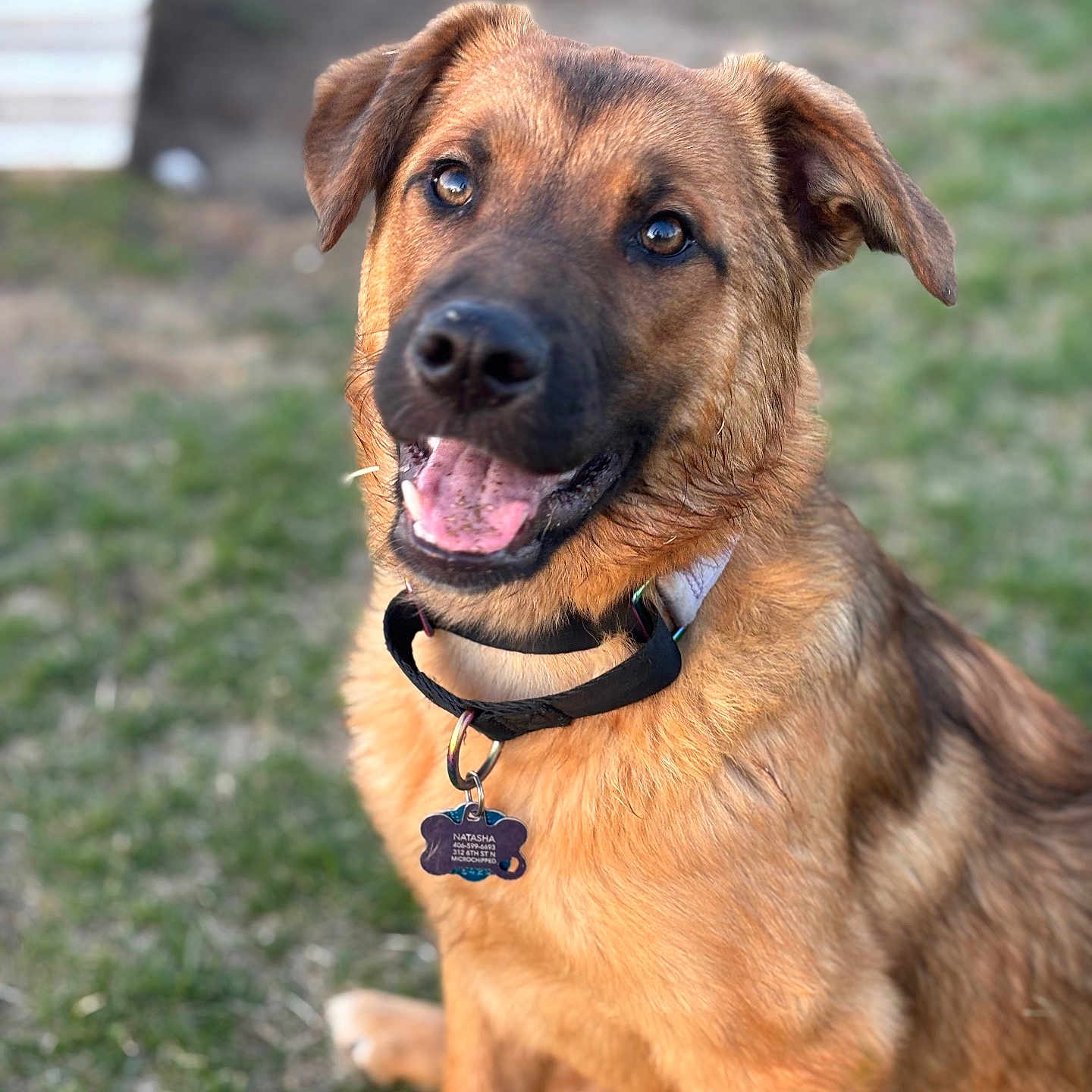 Tesha is registered to the contest to win money with this photo: animal, blurred_background, brown_fur, canine, collar, dog, ears, eyes, fur, grass, happy, mouth_open, nature, nose, outdoor, pet, portrait, sitting, tag, tongue