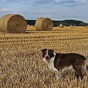 Cookie a rejoint le concours — aidez-le/la à gagner de superbes lots ! dog, field, hay_bale, wheat, agriculture, rural, outdoor, animal, canine, grass, sky, cloud, landscape, nature, pasture, farm, brown, white, tongue_out, standing