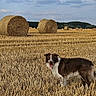 dog, field, hay_bale, wheat, agriculture, rural, outdoor, animal, canine, grass, sky, cloud, landscape, nature, pasture, farm, brown, white, tongue_out, standing