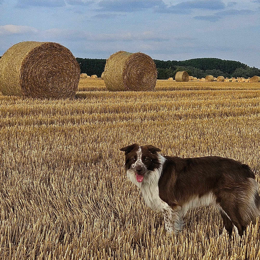 Cookie a rejoint le concours — aidez-le/la à gagner de superbes lots ! dog, field, hay_bale, wheat, agriculture, rural, outdoor, animal, canine, grass, sky, cloud, landscape, nature, pasture, farm, brown, white, tongue_out, standing
