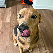 Pixie joined the competition — help win amazing prizes! dog, tongue, floor, wooden_floor, indoor, pet, canine, brown_dog, black_markings, sitting, looking_up, closeup, nose, ears, animal, curious, background, clothing, wall, domestic
