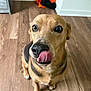 dog, tongue, floor, wooden_floor, indoor, pet, canine, brown_dog, black_markings, sitting, looking_up, closeup, nose, ears, animal, curious, background, clothing, wall, domestic