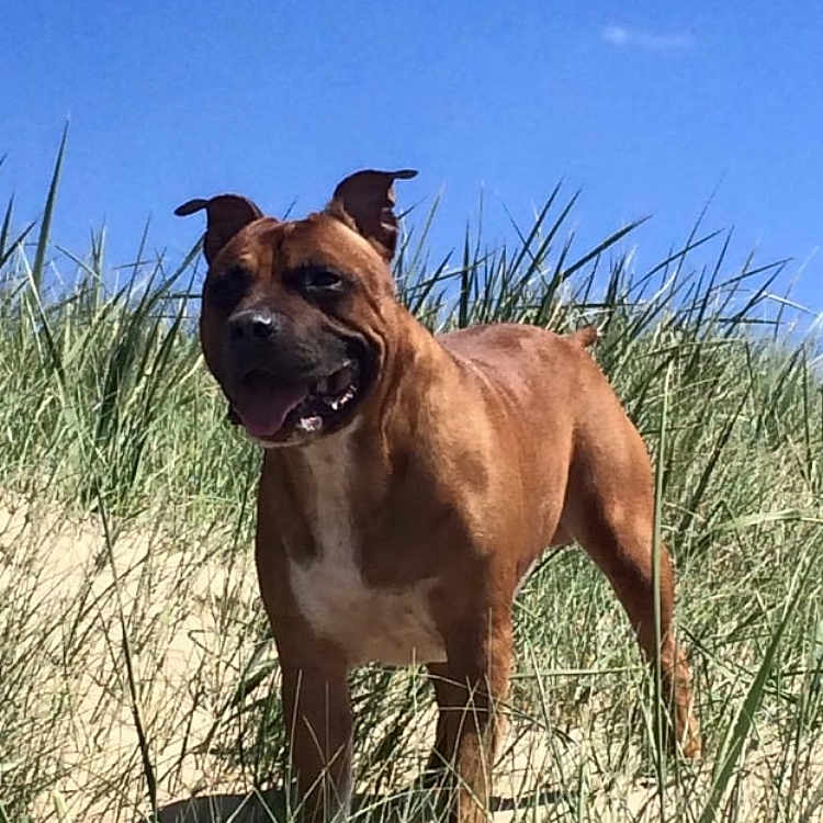 Zuke joined the competition — help win amazing prizes! animal, boxer, bulldog, canine, cloud, dog, field, frenchbulldog, grass, grassland, hound, nature, outdoors, pet, pitbull, plant, puppy, rock, soil, vegetation