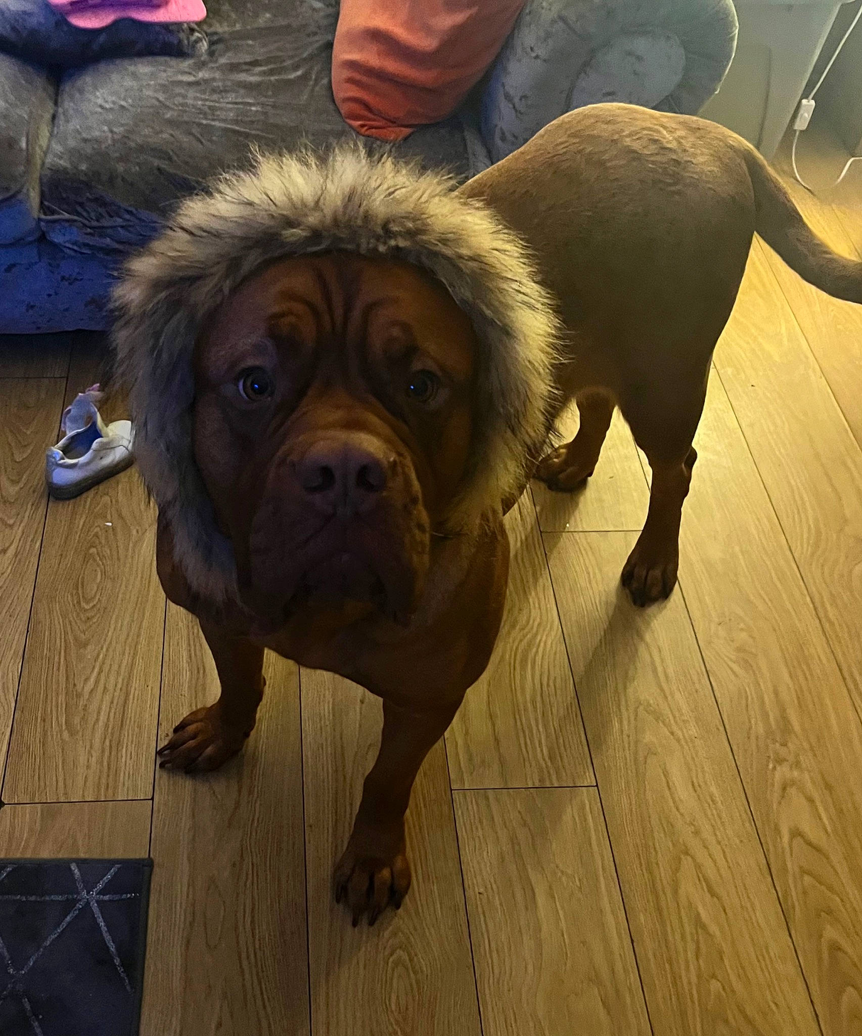 Meelah is registered to the contest to win money with this photo: carnivore, chair, companion_dog, dog, dog_breed, dog_collar, fawn, floor, flooring, fur, hardwood, liver, plank, snout, sporting_group, sunglasses, wood, wood_stain, working_animal, wrinkle