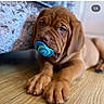 brown_coat, close_up, couch, cute, dog, domestic_animal, droopy_eyes, flooring, indoors, napping, nose, pacifier, paws, pet, portrait, puppy, teething, whiskers, wood_floor, wrinkled_skin