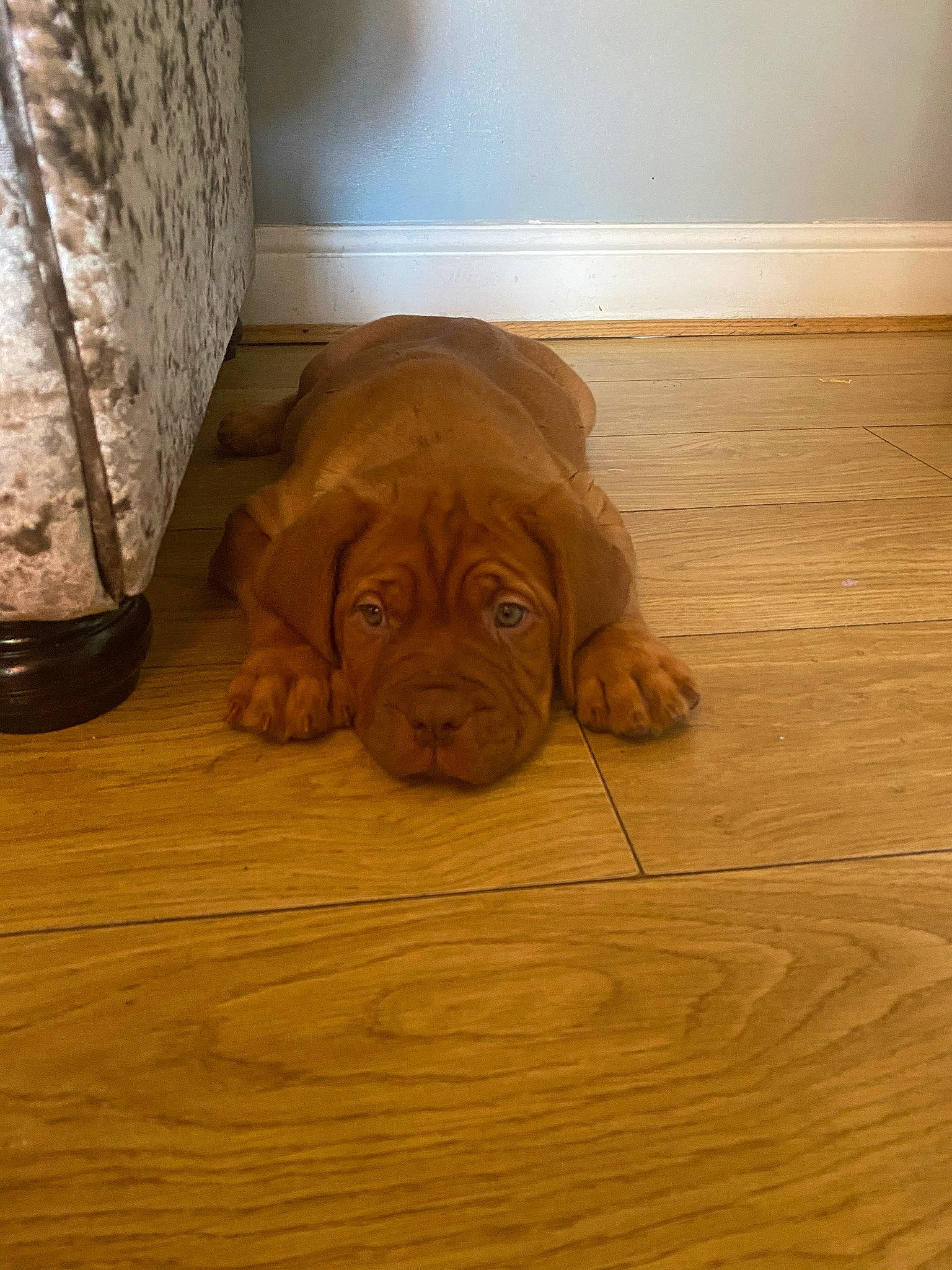 Meelah is registered to the contest to win money with this photo: canidae, carnivore, companion_dog, dog, dog_breed, floor, flooring, hardwood, laminate_flooring, liver, plank, plywood, snout, terrestrial_animal, varnish, wood, wood_flooring, wood_stain, working_animal, wrinkle