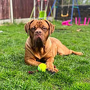 Meelah joined the competition — help win amazing prizes! backyard, brown_dog, close_up, dog, droopy_face, ears, fence, grass, lawn, mastiff, outdoor, paw, pet, playground, portrait, relaxed, rope_toy, soulful_eyes, swing, tennis_ball