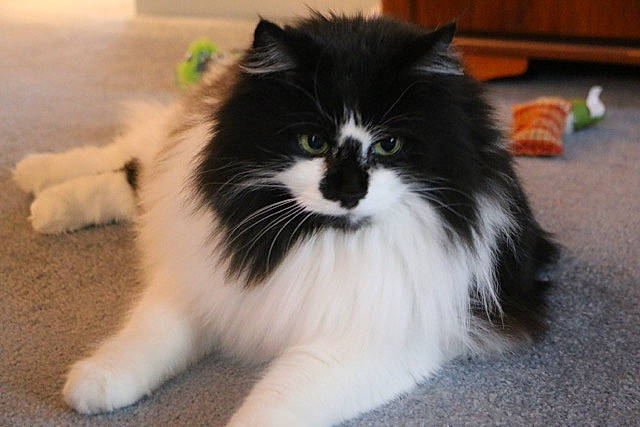 Dewey is registered to the contest to win money with this photo: carnivore, cat, door_mat, felidae, flooring, fur, science, small_to_medium_sized_cats, snout, tail, terrestrial_animal, whiskers