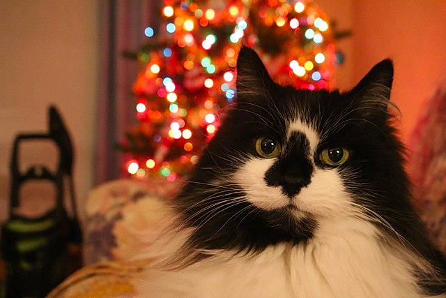 Dewey is registered to the contest to win money with this photo: carnivore, cat, chair, christmas, christmas_decoration, christmas_ornament, christmas_tree, conifer, event, felidae, fur, holiday, lighting, ornament, plant, small_to_medium_sized_cats, snout, tree, whiskers, window