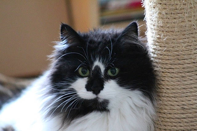 Dewey is registered to the contest to win money with this photo: carnivore, cat, domestic_short_haired_cat, felidae, fur, iris, monochrome_photography, small_to_medium_sized_cats, snout, terrestrial_animal, whiskers, window, wood