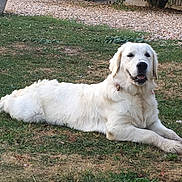 Orphée participe au concours pour gagner de l'argent avec cette photo : akbash_dog, carnivoran, companion_dog, dog, dog_breed, dog_breed_group, dog_like_mammal, golden_retriever, great_pyrenees, livestock_guardian_dog, mammal, maremma_sheepdog, polish_tatra_sheepdog, retriever, slovak_cuvac, sporting_group