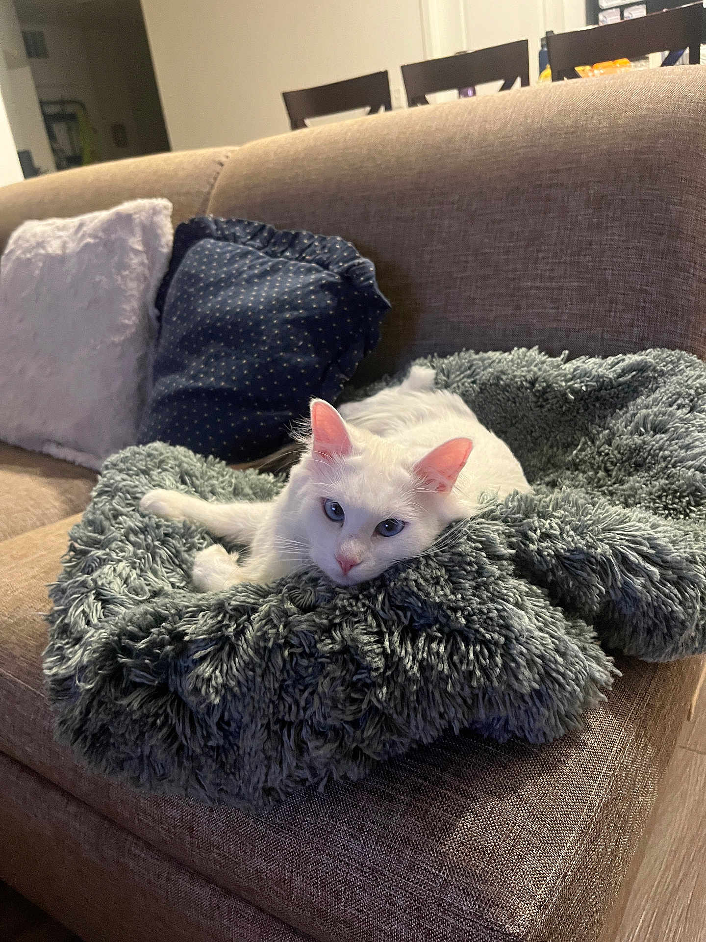 Miku is registered to the contest to win money with this photo: cat, white_cat, fluffy, couch, blanket, pillow, indoor, pet, relaxed, fur, home, cozy, furniture, animal, resting, soft, mammal, cute, comfortable, domestic
