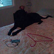 Half Pint joined the competition — help win amazing prizes! accessories, animal, bed, bedroom, canine, couch, dog, face, furniture, glasses, hanger, head, indoors, interiordesign, lamp, person, pet, puppy, room, tablelamp