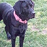 Half Pint is registered to the contest to win money with this photo: animal, canine, dog, grass, greatdane, hound, labradorretriever, pet, plant, pointer, puppy
