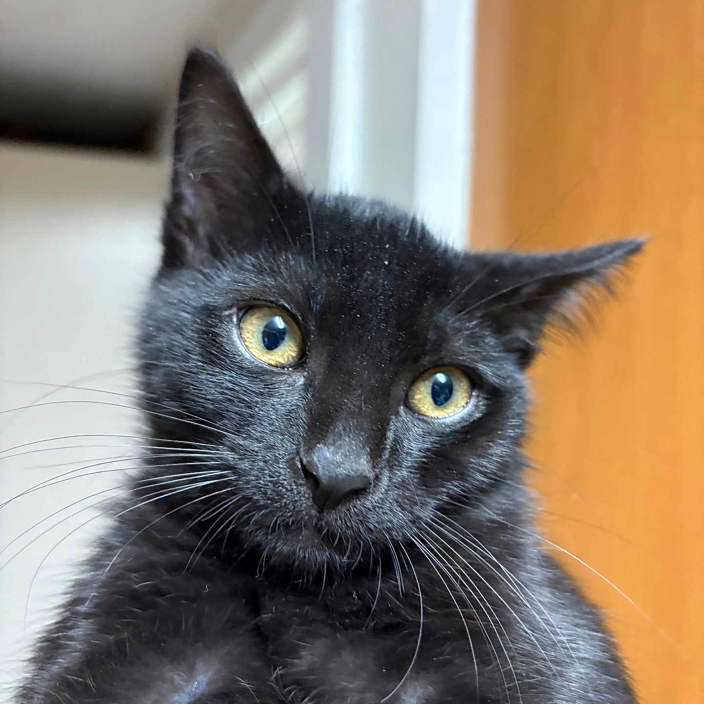 Mr Wiggles joined the competition — help win amazing prizes! black_cat, cat, pet, animal, whiskers, yellow_eyes, fur, ears, close_up, indoor, curious, portrait, mammal, cute, looking_at_camera, feline, domestic_cat, soft_light, blurred_background, hand