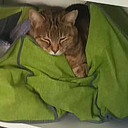 Mayuri participe au concours pour gagner de l'argent avec cette photo : cat, tabby, sleeping, blanket, green, cozy, shelf, fur, pet, resting, indoor, cute, animal, relaxed, paw, face, warm, hidden, comfort, quiet