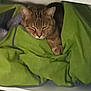cat, tabby, sleeping, blanket, green, cozy, shelf, fur, pet, resting, indoor, cute, animal, relaxed, paw, face, warm, hidden, comfort, quiet