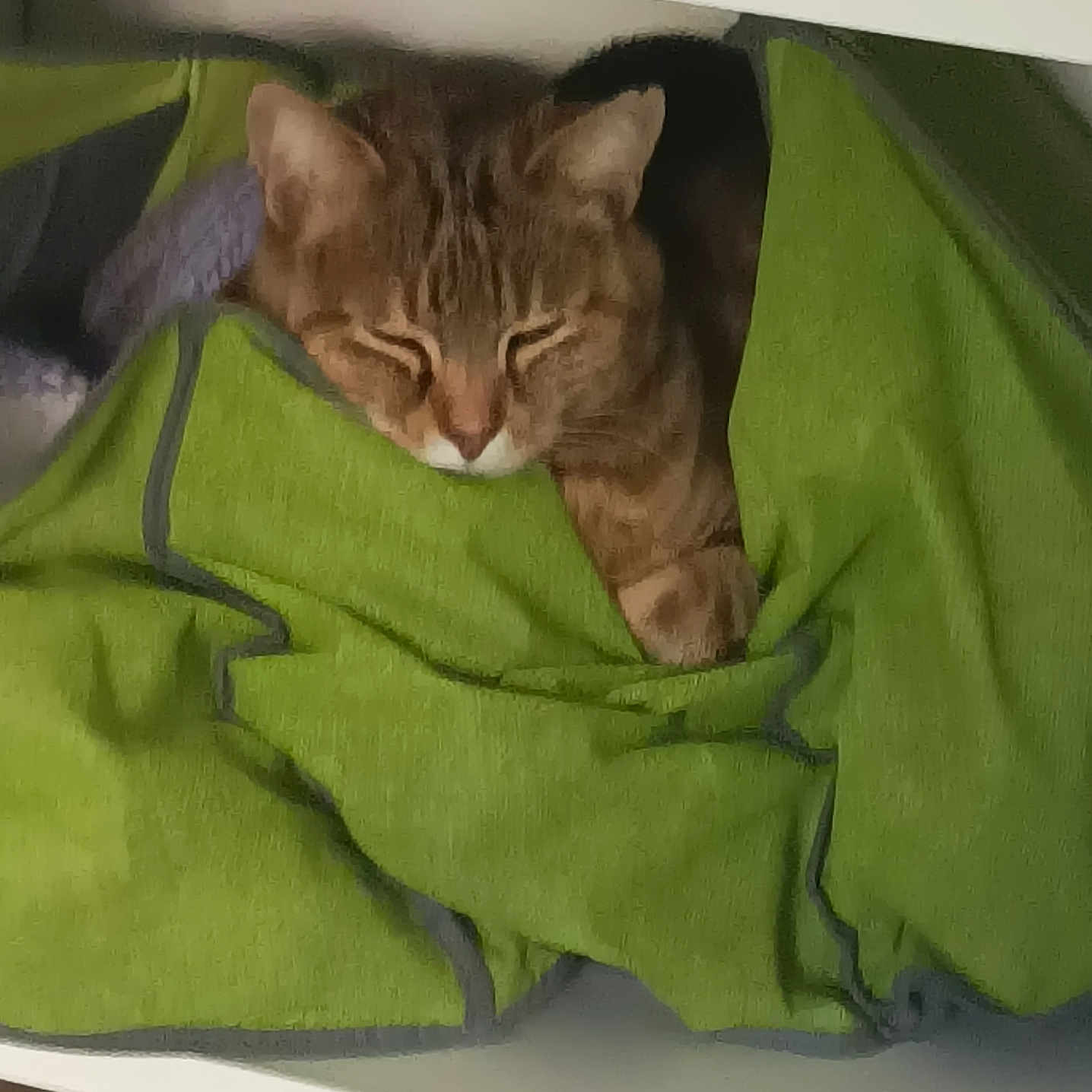 Mayuri participe au concours pour gagner de l'argent avec cette photo : animal, blanket, cat, comfort, cozy, cute, face, fur, green, hidden, indoor, paw, pet, quiet, relaxed, resting, shelf, sleeping, tabby, warm