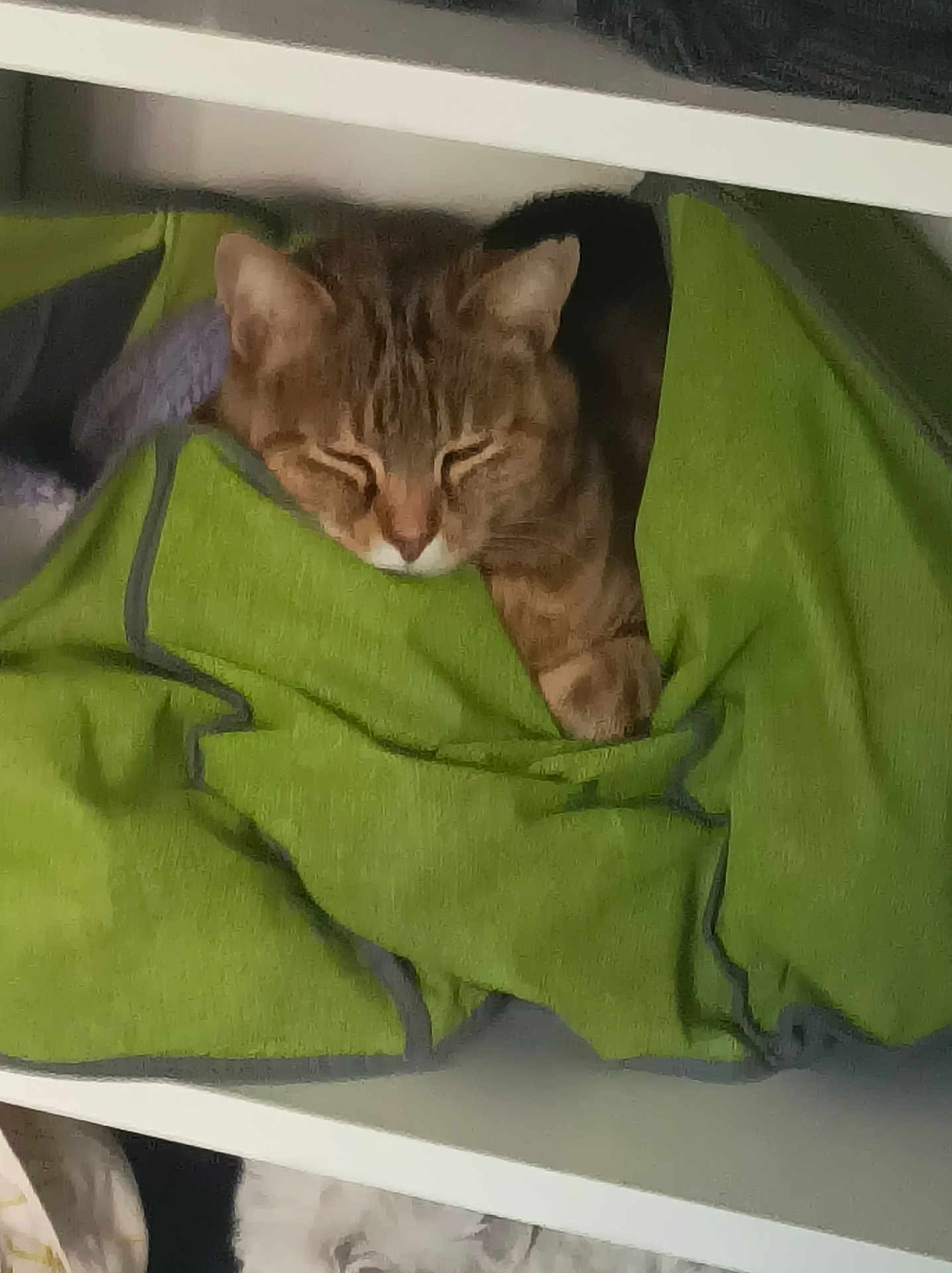 Mayuri participe au concours pour gagner de l'argent avec cette photo : cat, tabby, sleeping, blanket, green, cozy, shelf, fur, pet, resting, indoor, cute, animal, relaxed, paw, face, warm, hidden, comfort, quiet