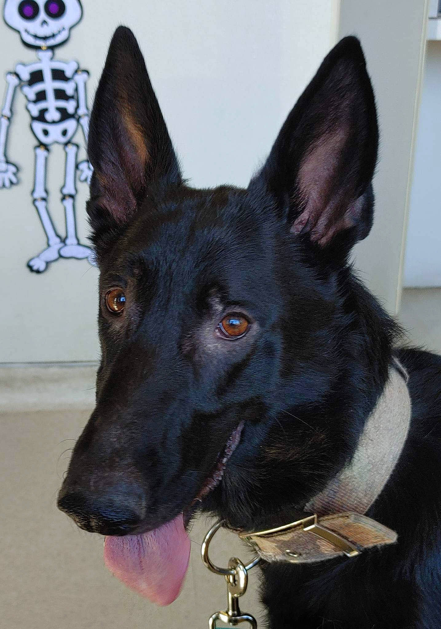 Nova is registered to the contest to win money with this photo: canidae, carnivore, collar, companion_dog, dog, dog_breed, dog_collar, dog_supply, ear, electric_blue, fur, jaw, non_sporting_group, pet_supply, snout, sporting_group, wall_plate, whiskers, working_animal, working_dog