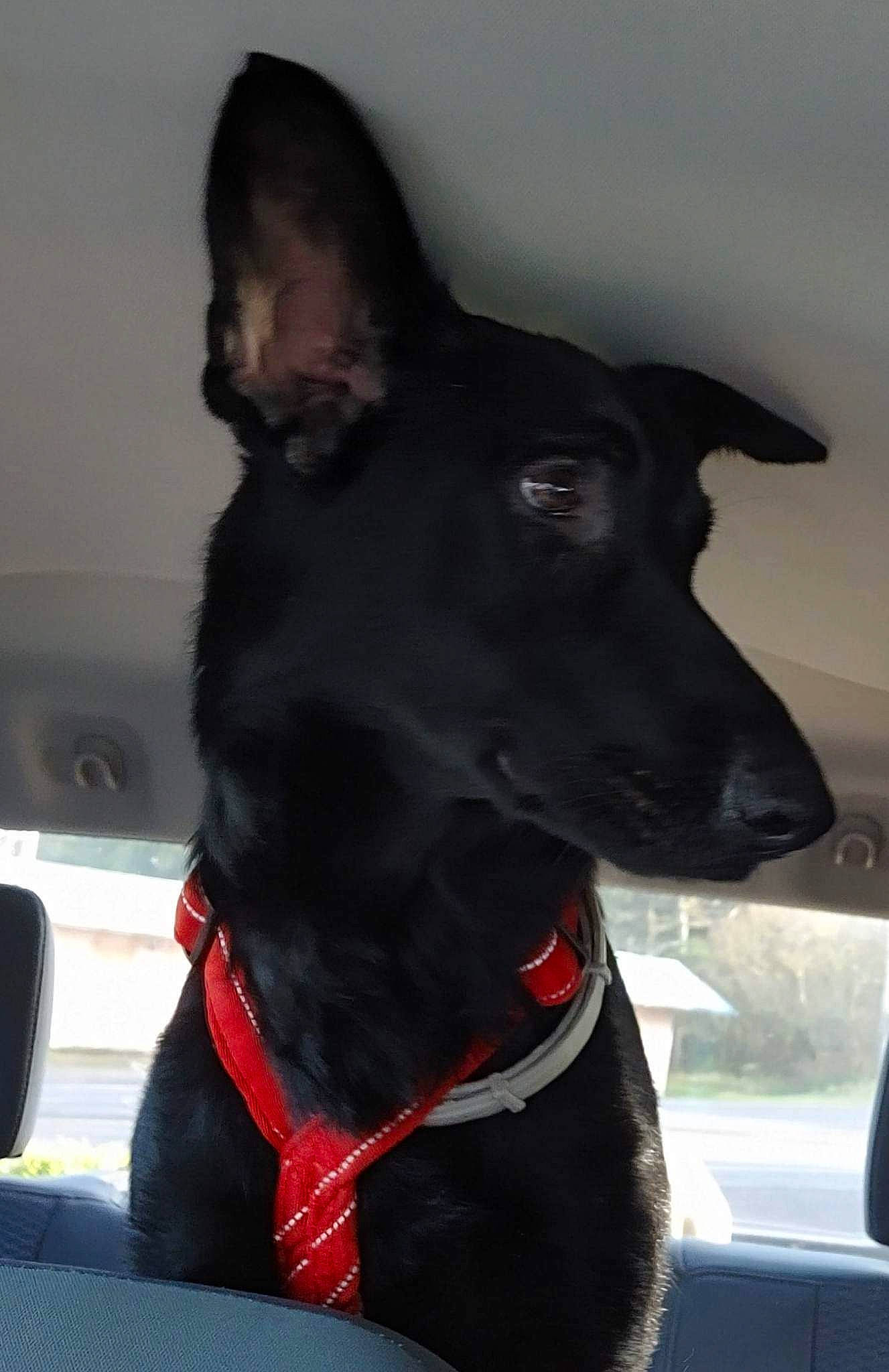 Nova is registered to the contest to win money with this photo: canidae, carnivore, collar, companion_dog, dog, dog_breed, dog_collar, dog_supply, ear, fawn, fur, guard_dog, non_sporting_group, pet_supply, snout, sporting_group, whiskers, windshield, working_animal, working_dog