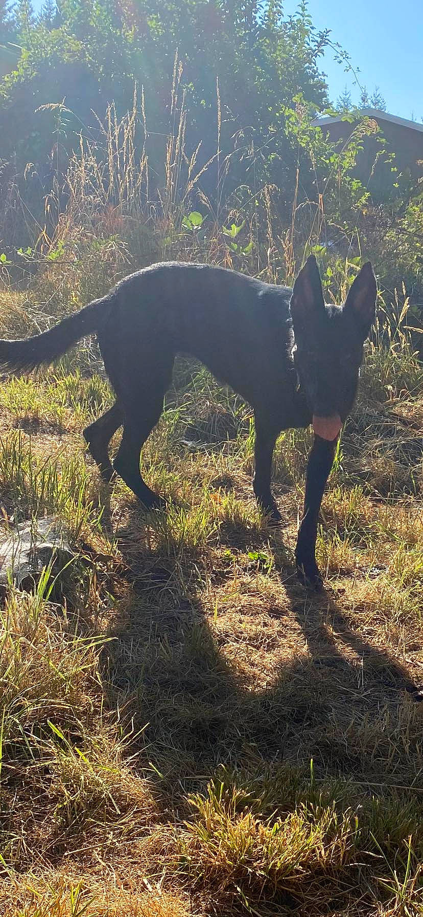 Nova is registered to the contest to win money with this photo: borador, carnivore, companion_dog, dog, dog_breed, fawn, grass, grassland, guard_dog, gun_dog, landscape, plant, shadow, soil, sporting_group, tail, terrestrial_animal, tints_and_shades, working_animal, working_dog