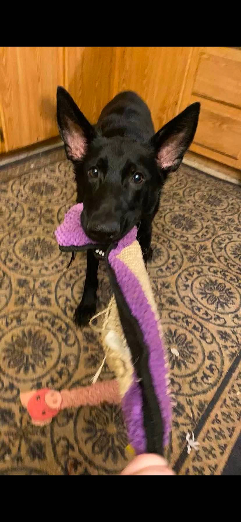 Nova joined the competition — help win amazing prizes! canidae, carnivore, collar, companion_dog, dog, dog_breed, dog_collar, dog_supply, ear, fawn, fur, paw, pet_supply, purple, snout, sporting_group, tail, toy_dog, whiskers, working_animal