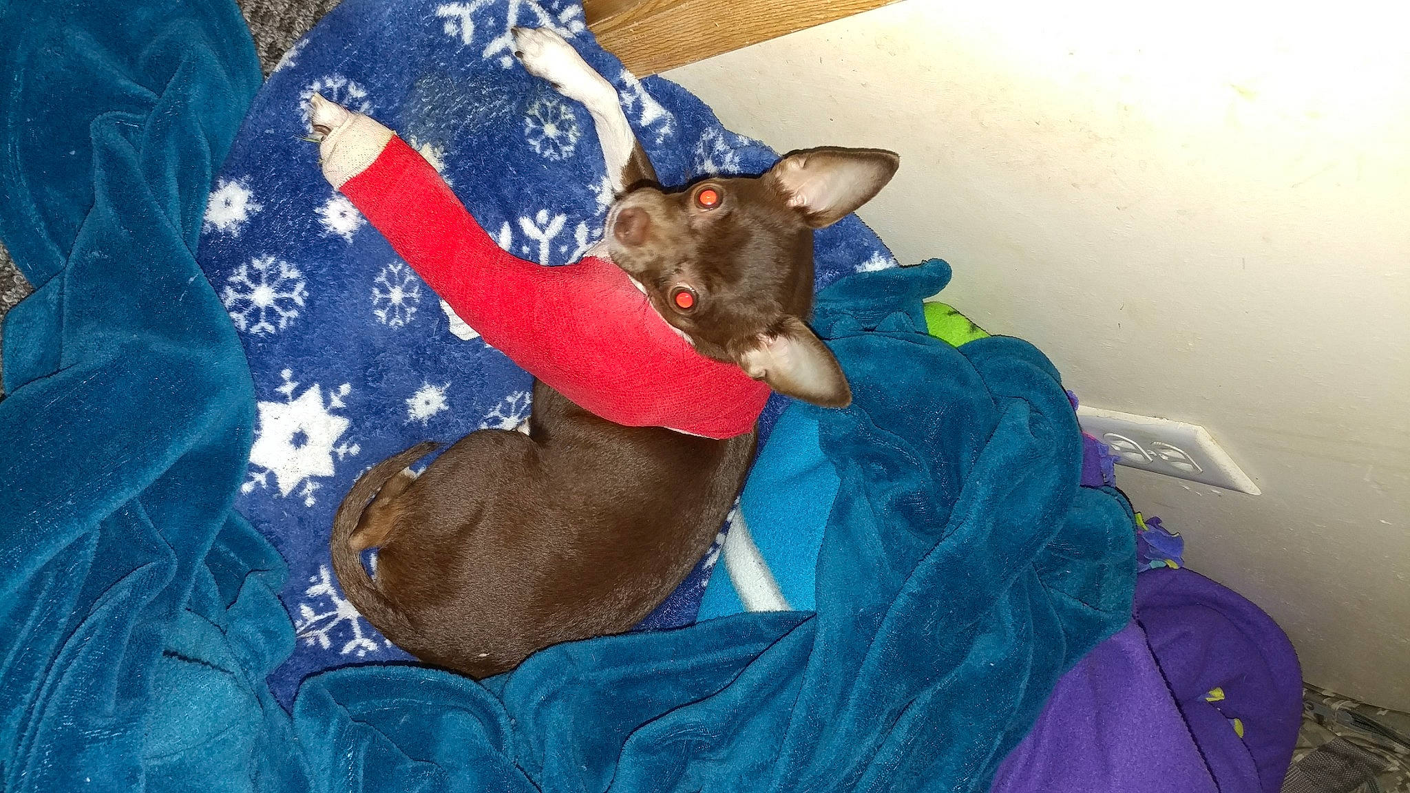 Nadia is registered to the contest to win money with this photo: bed, canidae, carnivore, comfort, companion_dog, dog, dog_breed, domestic_short_haired_cat, electric_blue, fawn, felidae, fur, hat, linens, russian_blue, small_to_medium_sized_cats, sporting_group, t_shirt, textile, whiskers