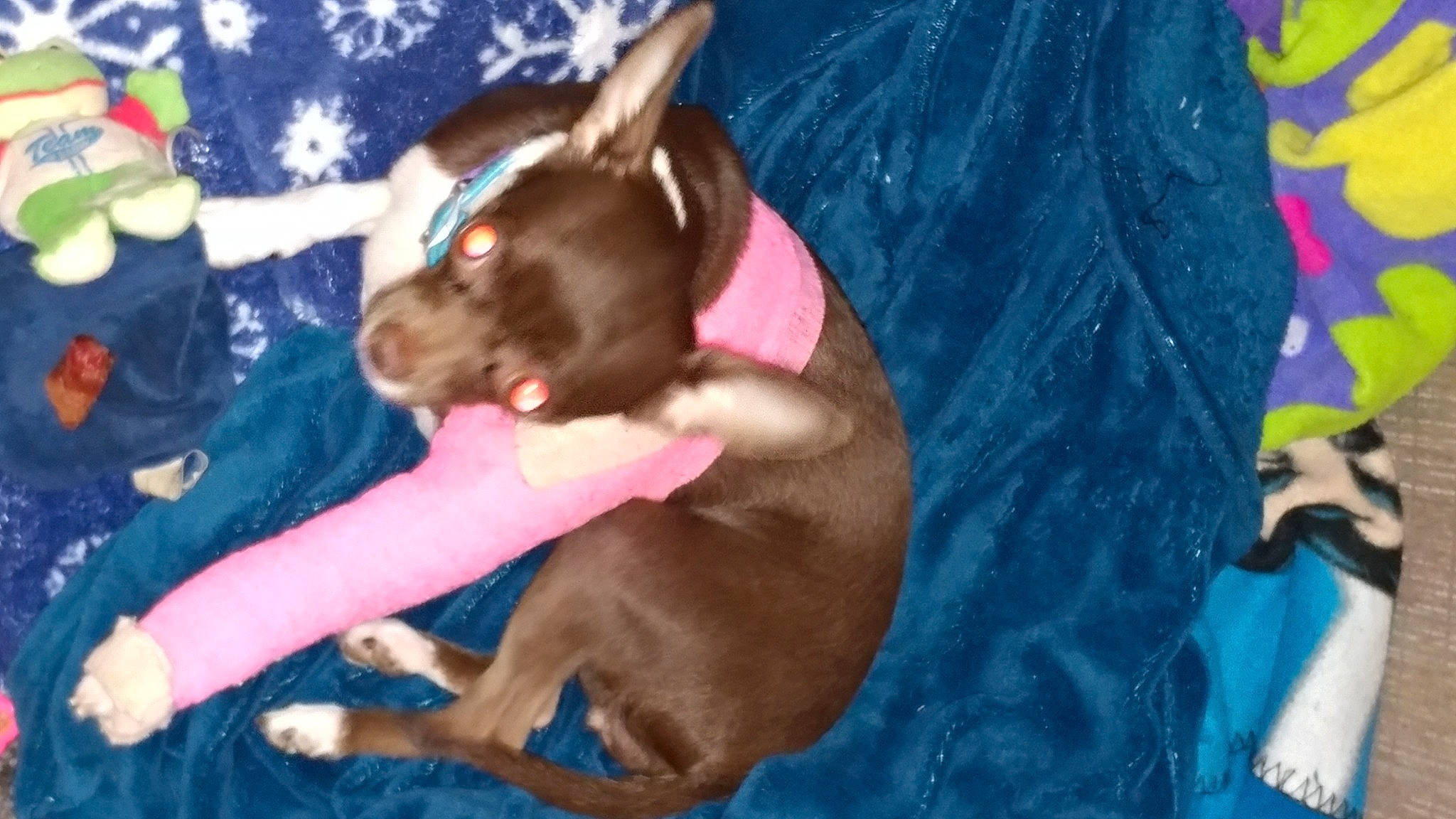 Nadia is registered to the contest to win money with this photo: canidae, carnivore, chihuahua, comfort, companion_dog, dog, dog_breed, dog_supply, ear, fawn, liver, non_sporting_group, paw, puppy_love, sporting_group, toy_dog, working_animal