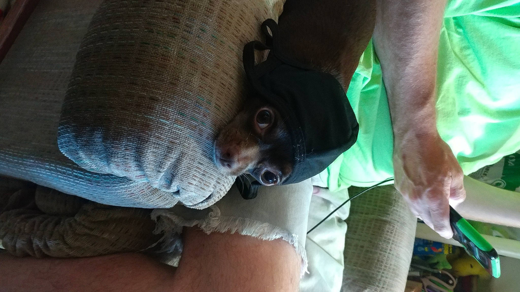 Nadia is registered to the contest to win money with this photo: comfort, companion_dog, dog_breed, elbow, foot, grass, human_body, human_leg, knee, mammal, sitting, snout, sporting_group, sunglasses, terrestrial_animal, thigh, tree, working_animal, wrinkle, wrist