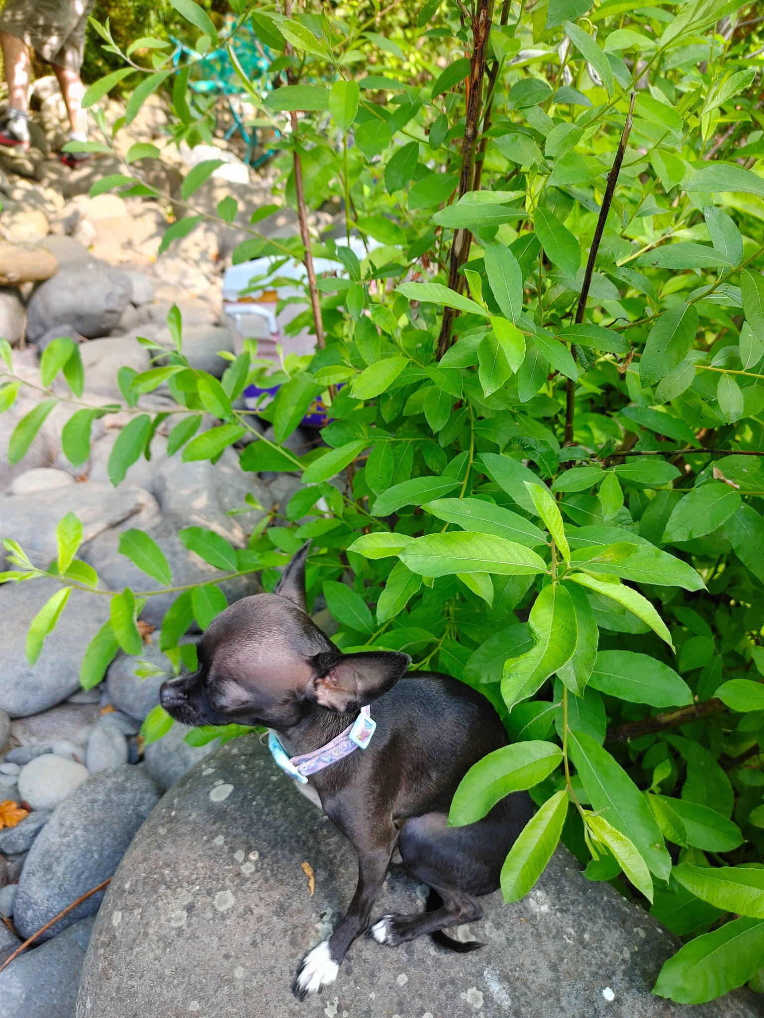 Tiana joined the competition — help win amazing prizes! botany, canidae, carnivore, companion_dog, dog, dog_breed, flowering_plant, garden, grass, groundcover, jungle, plant, shrub, snout, soil, sporting_group, tail, terrestrial_animal, terrestrial_plant, working_animal