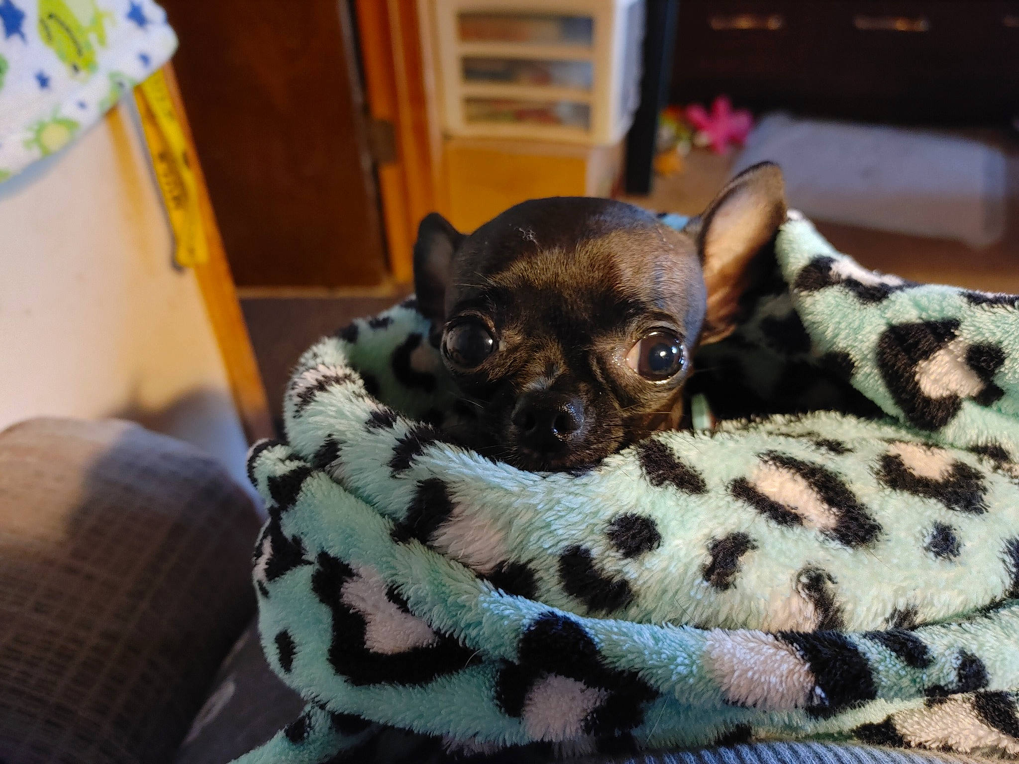 Tiana is registered to the contest to win money with this photo: canidae, carnivore, chihuahua, comfort, companion_dog, dog, dog_breed, fawn, felidae, fur, giraffidae, pattern, room, small_to_medium_sized_cats, snout, sporting_group, terrestrial_animal, toy_dog, whiskers, wildlife