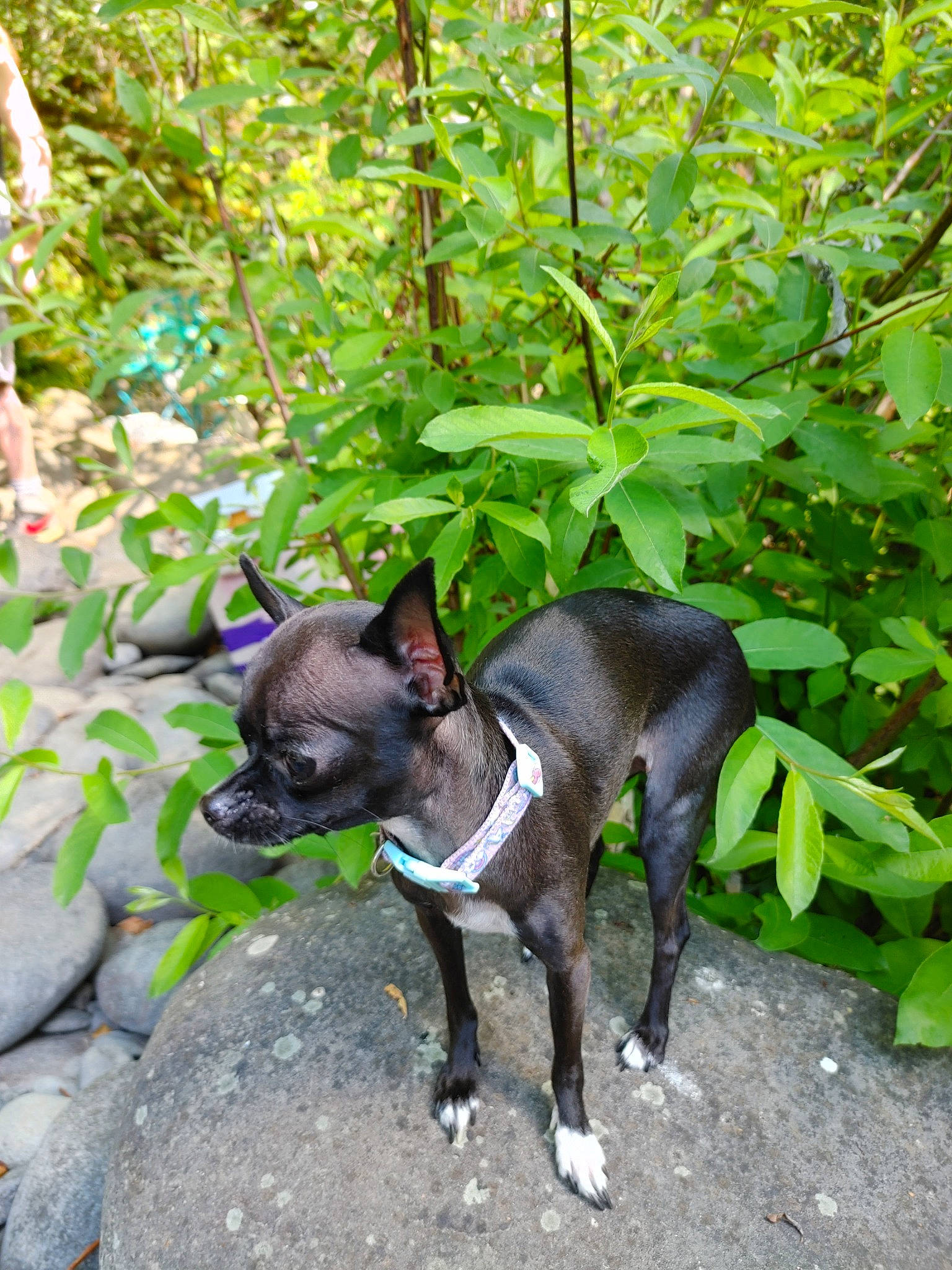 Tiana joined the competition — help win amazing prizes! canidae, carnivore, collar, companion_dog, dog, dog_breed, dog_collar, dog_supply, fashion_accessory, fawn, grass, pet_supply, plant, snout, sporting_group, tail, terrestrial_animal, terrestrial_plant, toy_dog, working_animal