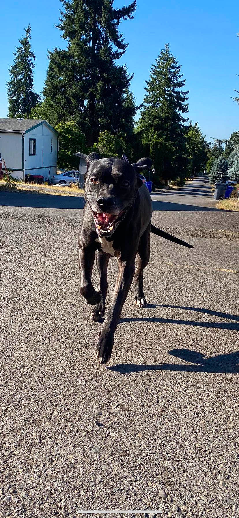 Raven is registered to the contest to win money with this photo: asphalt, canidae, carnivore, collar, companion_dog, dog, dog_breed, dog_collar, fawn, leash, pet_supply, plant, road_surface, sky, snout, sporting_group, tail, tree, window, working_animal