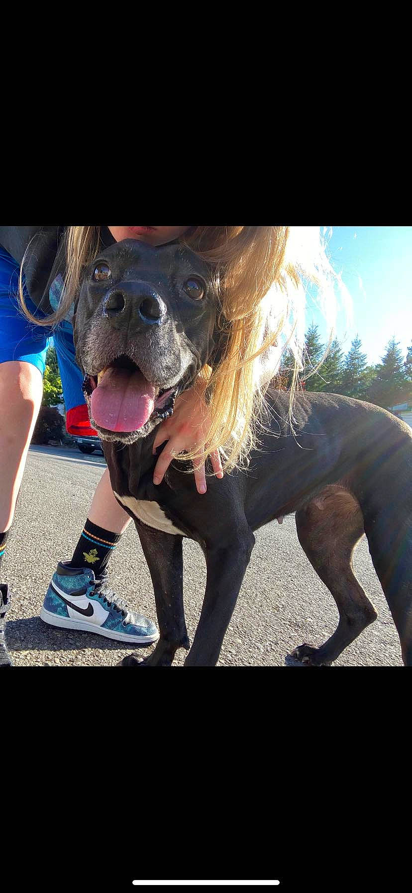 Raven is registered to the contest to win money with this photo: carnivore, collar, companion_dog, dog, dog_breed, dog_collar, eyewear, fawn, happy, human_leg, leash, recreation, smile, snout, sporting_group, sportswear, sunglasses, t_shirt, thigh, working_animal