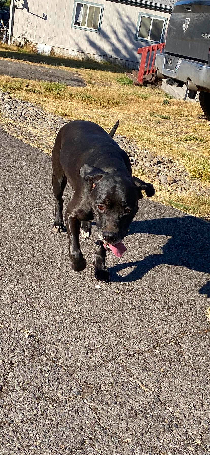 Raven is registered to the contest to win money with this photo: asphalt, borador, canidae, carnivore, collar, companion_dog, dog, dog_breed, dog_collar, grass, guard_dog, leash, road_surface, shadow, snout, soil, sporting_group, tail, terrestrial_animal, working_animal