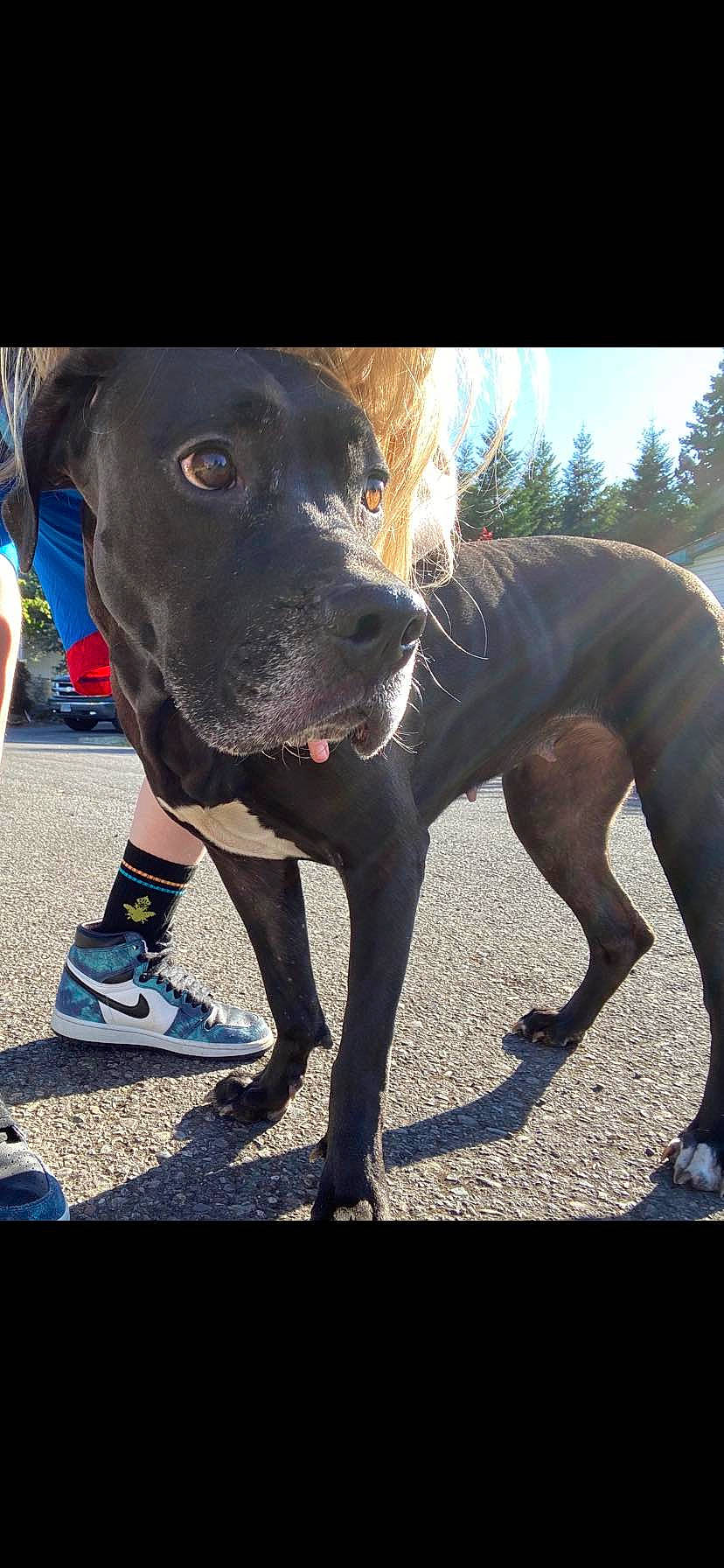 Raven is registered to the contest to win money with this photo: canidae, carnivore, collar, companion_dog, dog, dog_breed, dog_collar, dog_walking, electric_blue, fashion_accessory, fawn, leash, pet_supply, pointing_breed, snout, sporting_group, tail, walking, working_animal, working_dog