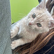 Zola participe au concours pour gagner de l'argent avec cette photo : kitten, cat, pet, animal, cute, green_eyes, fur, whiskers, claw, paw, texture, fabric, hair, indoor, closeup, curious, soft, young, light, green_background