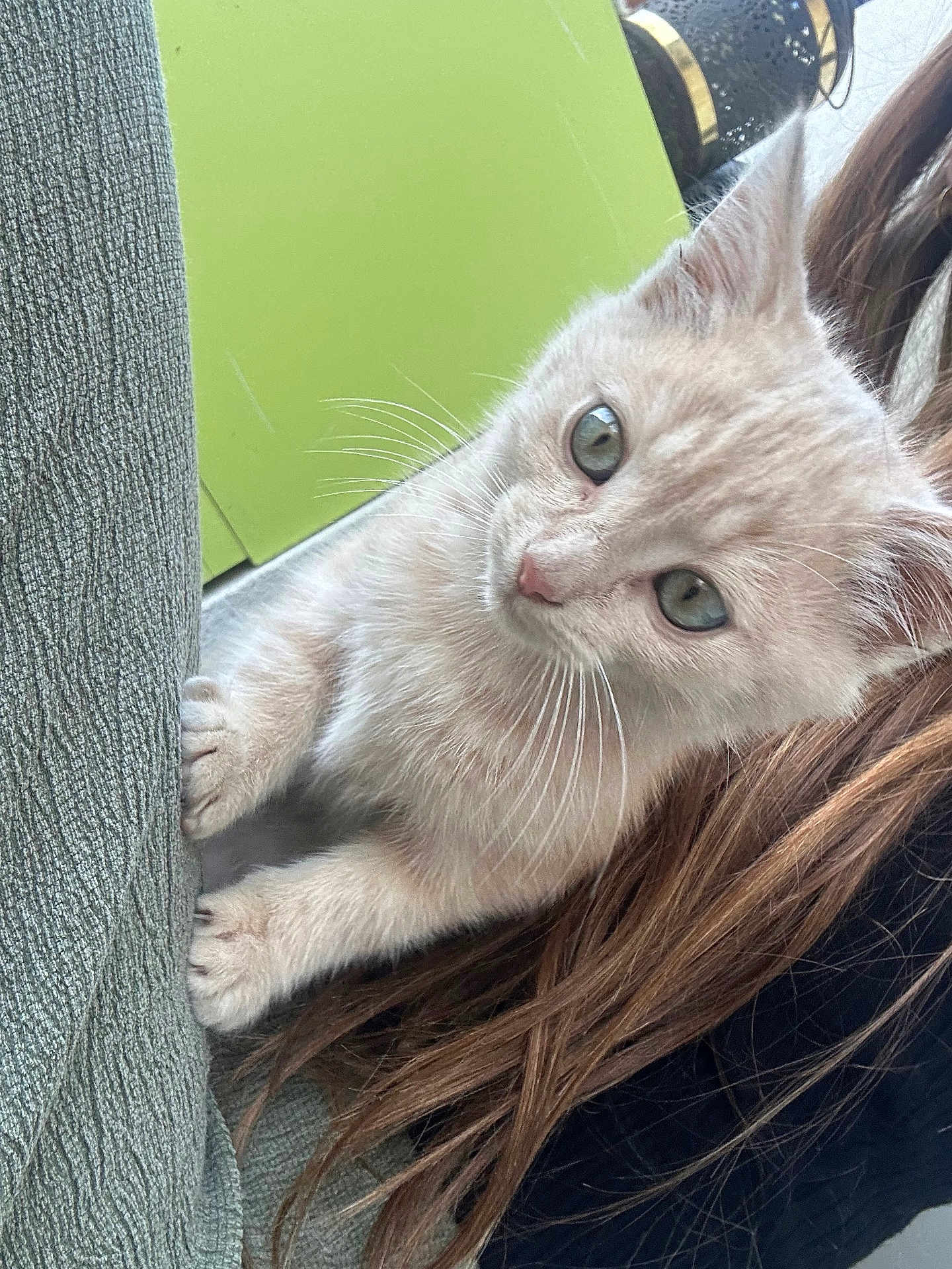 Zola participe au concours pour gagner de l'argent avec cette photo : kitten, cat, pet, animal, cute, green_eyes, fur, whiskers, claw, paw, texture, fabric, hair, indoor, closeup, curious, soft, young, light, green_background