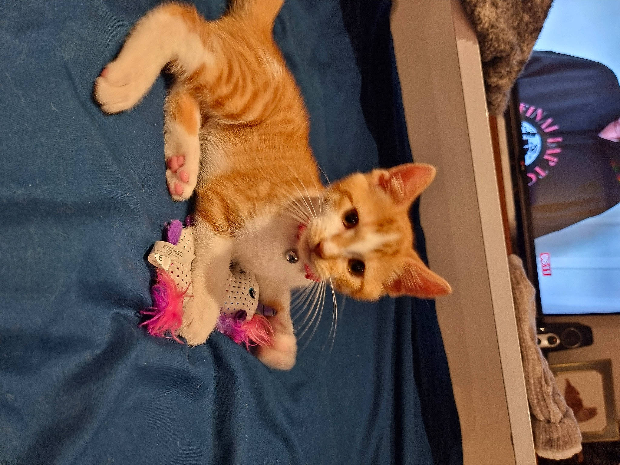 Georgie joined the competition — help win amazing prizes! canidae, carnivore, cat, companion_dog, dog_breed, domestic_short_haired_cat, fawn, felidae, fur, gesture, human_leg, small_to_medium_sized_cats, snout, sporting_group, stuffed_toy, tail, textile, toy, whiskers, wood