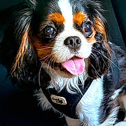 Aria a rejoint le concours — aidez-le/la à gagner de superbes lots ! dog, puppy, cavalier_king_charles_spaniel, pet, animal, close_up, tongue_out, black_harness, fur, cute, portrait, indoor, small_dog, brown, white, black, ears, whiskers, nose, eyes