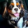 dog, puppy, cavalier_king_charles_spaniel, pet, animal, close_up, tongue_out, black_harness, fur, cute, portrait, indoor, small_dog, brown, white, black, ears, whiskers, nose, eyes
