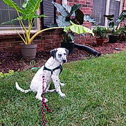 Hera is registered to the contest to win money with this photo: puppy, dog, grass, leash, potted_plants, brick_wall, window, greenery, outdoor, young_dog, spotted_dog, pet, garden, nature, plant_pot, residential, curious, calm, animal, sitting
