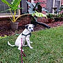 puppy, dog, grass, leash, potted_plants, brick_wall, window, greenery, outdoor, young_dog, spotted_dog, pet, garden, nature, plant_pot, residential, curious, calm, animal, sitting