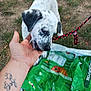 puppy, dog, hand, outdoor, grass, leash, person, tattoo, green_bag, playful, pet, animal, spot, white_dog, friendly, nature, curious, young_dog, interaction, candid