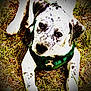 puppy, dog, close_up, outdoor, grass, harness, spotted, young, pet, animal, cute, lying_down, looking_up, ears, face, black_and_white, nature, daylight, young_dog, fur