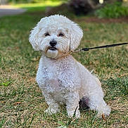 Zeus joined the competition — help win amazing prizes! dog, white_dog, curly_fur, pet, leash, grass, outdoor, canine, sitting, cute, fluffy, animal, nature, fur, small_dog, companion, park, daylight, domestic_animal, friendly